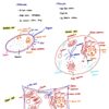 BIO130H Study Notes