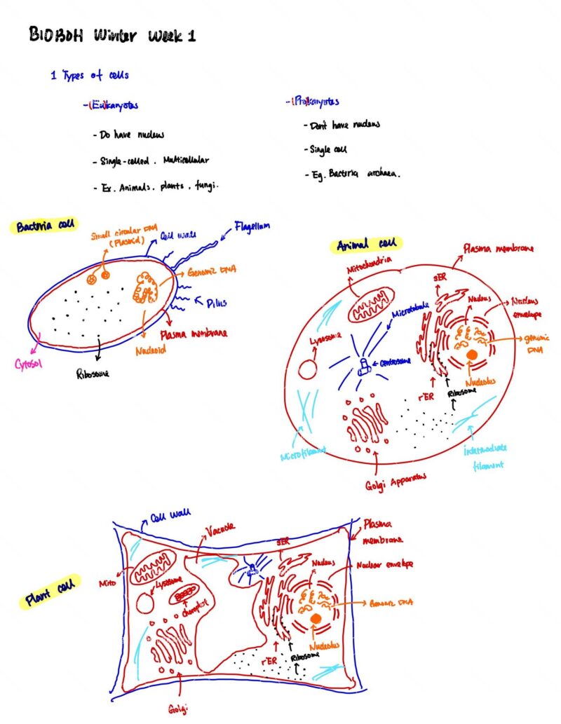 BIO130H Study Notes
