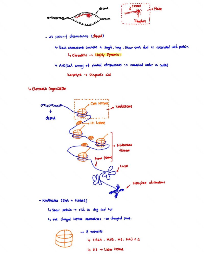BIO130H Study Notes