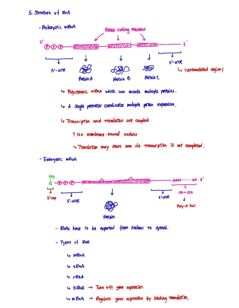 BIO130H Study Notes