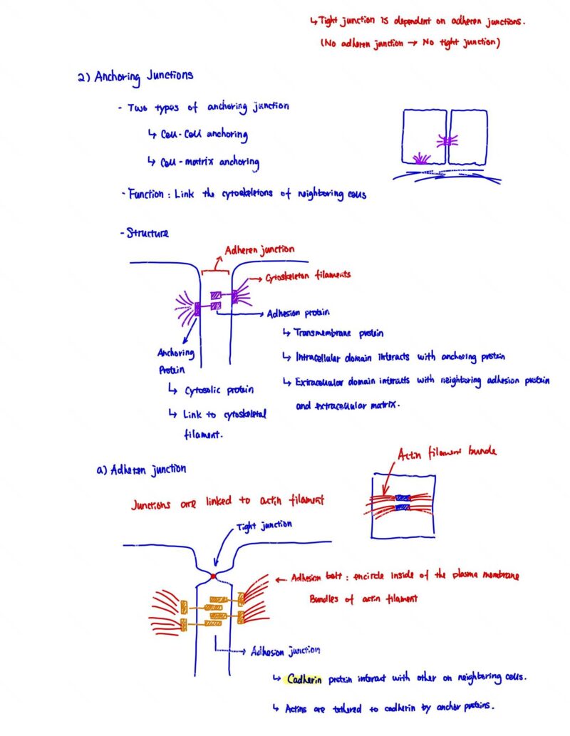 BIO130H Study Notes