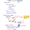BIO230H Study Notes