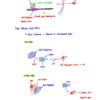 BIO230H Study Notes