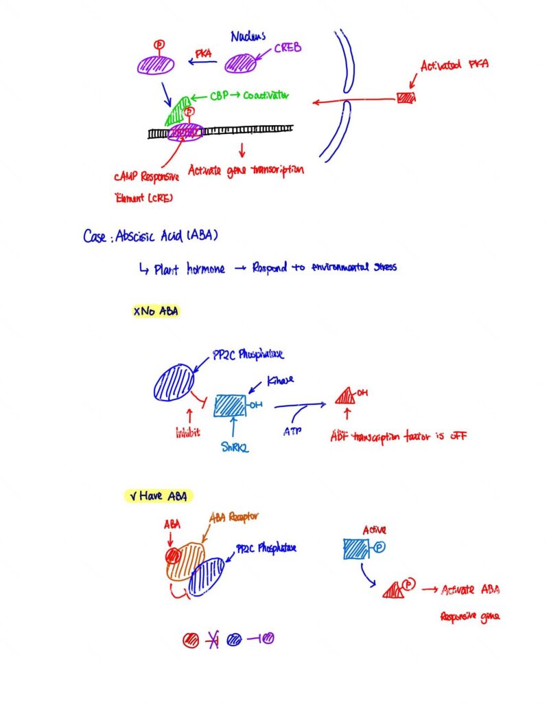 BIO230H Study Notes
