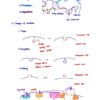 BIO230H Study Notes