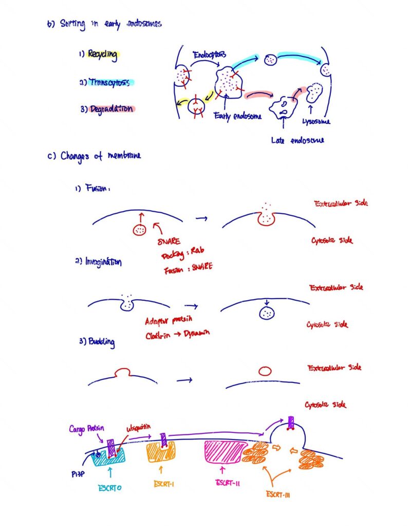 BIO230H Study Notes