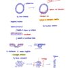 BIO230H Study Notes