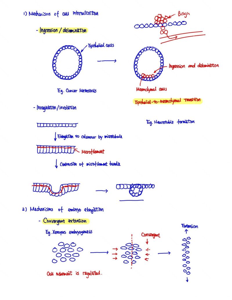 BIO230H Study Notes