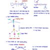 BIO230H Study Notes
